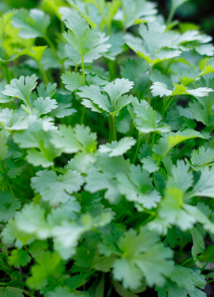 coriander plant - fresh coriander imagens e fotografias de stock