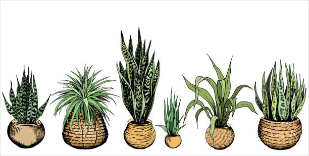 zestaw roślin z zielonego domu w tkanych doniczkach. - plant color stock illustrations