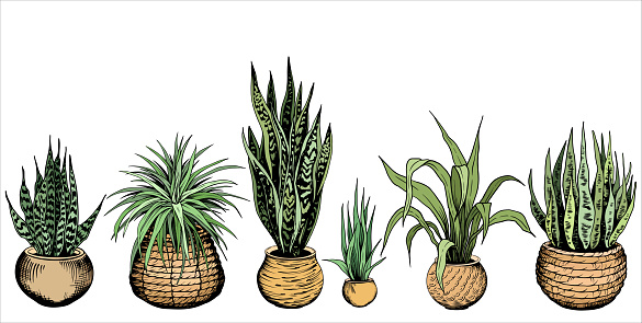 Set of green house plants in different flowerpots. Variegated snake plants. Hand drawn vector illustration isolated on white background.