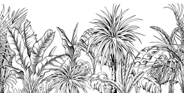 kuvapankkikuvitukset aiheesta saumaton raja mustavalkoisten trooppisten kasvien kanssa. - giant dracaena