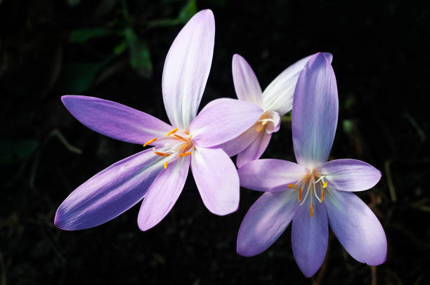 istock Colchicum autumnale, autumn crocus in bloom, top view 1196056840