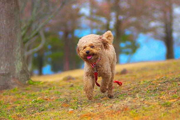 istock dog 234 Dog-walking 1196056877