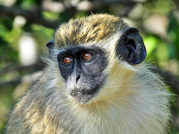 istock African Vervet Monkey (Chlorocebus pygerythrus) - portrait 1196057159