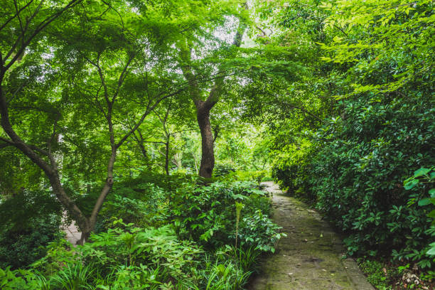 istock Path among trees in park by West Lake, Hangzhou, China 1196058065