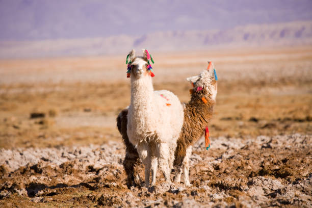 Alpacas in the Salar de Atacama (Atacama Salt lake), Tambillo, Los Flamencos National Reserve, Atacama desert, Chile stock photo
