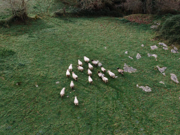 troupeau de moutons dans une prairie verte comme vu d'en haut - aerial view mid air farm field photos et images de collection