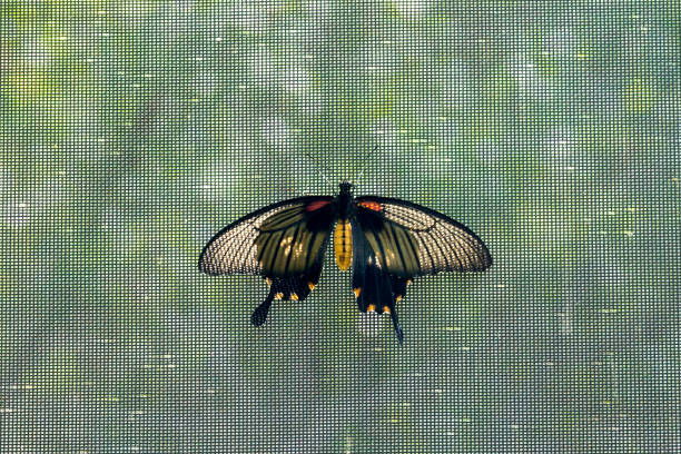 istock Top Down View of Butterfly - Red-bodied Swallowtail (Pachliopta Aristolochiae) 1196059303