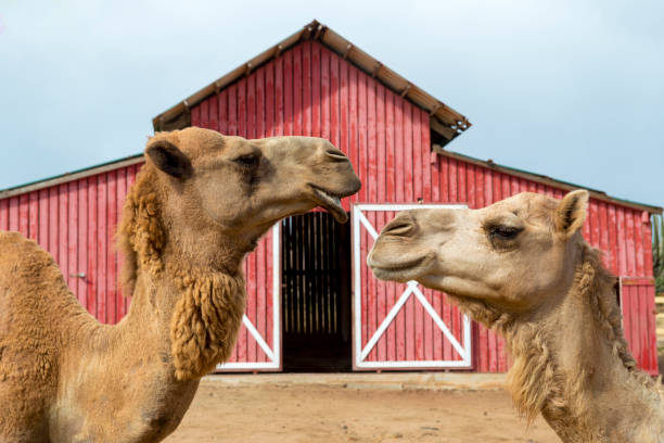 Big Group of African Camels on the Animal Market in Keren, Eritrea