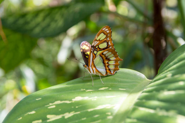This is a close up and top down view of a Malachite (Siproeta stelenes) butterfly.