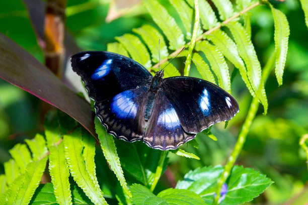 Top Down View of Butterfly - Hypolimnas Bolina, Great Eggfly, Common Eggfly, The Blue Moon Butterfly This is a close up and top down view of a butterfly known by a variety of names: Hypolimnas Bolina, Great Eggfly, Common Eggfly, The Blue Moon Butterfly blue moon butterfly stock pictures, royalty-free photos & images