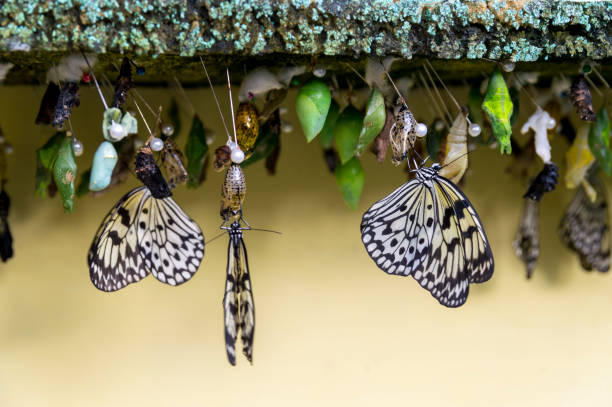 This is a side view of several Tree Nymph butterflies emerging from their chrysalises.