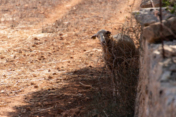 A funny sheep hiding behind a dry bush and looking to the front