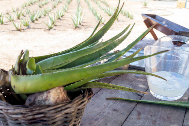 Aloe Vera Succulent Plant Harvesting in Aruba