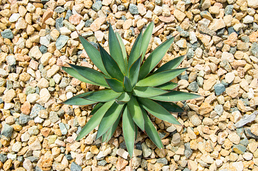 This is one of the many succulent plants growing on the island of Aruba.  The desert climate is perfect for the growth and cultivation of succulents and cactus.