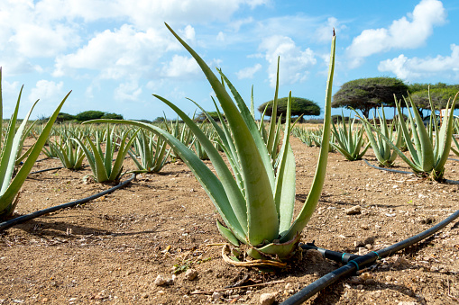 Side View of Aloe Vera Succulent Plant Growing in Aruba