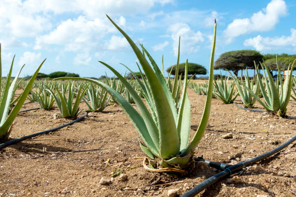 Side View of Aloe Vera Succulent Plant Growing in Aruba stock photo