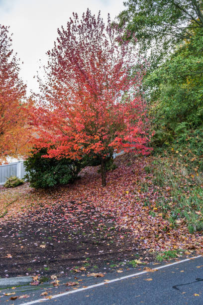 istock Street And Autumn Colors 4 1196061527