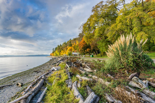 Lincoln Park In Autumn 7 Trees are alive with autumn colors along the shore at Lincoln Park in West Seattle, Washington. washington state coast stock pictures, royalty-free photos & images