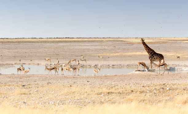 istock A Lonely giraffe among other animals 1196062636