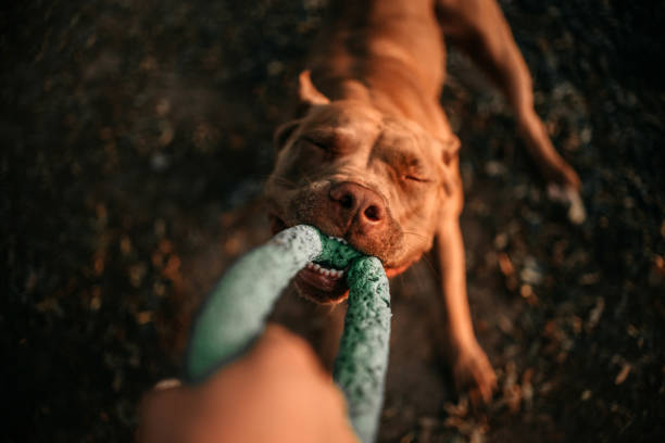 american pit bull terrier dog tugging on a toy, top view stock photo