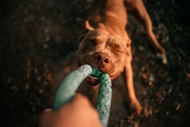 happy american pit bull terrier dog tugging on a toy, top view