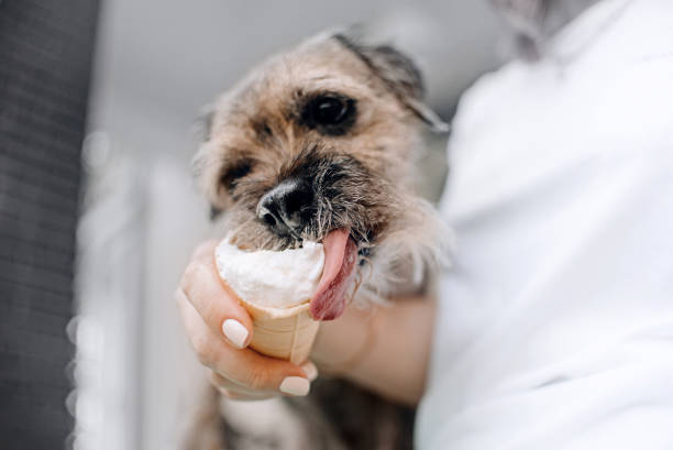 border terrier dog licking ice cream outdoors border terrier dog licks ice cream outdoors, close up border terrier stock pictures, royalty-free photos & images
