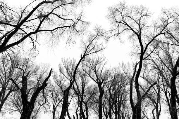 Black and white photograph of a dense forest with tall, slender trees.