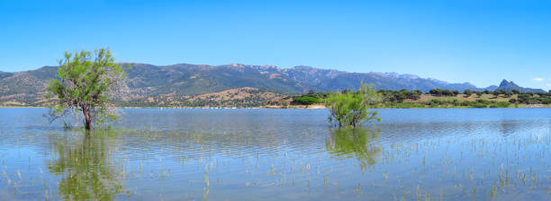 istock Panoramic view of trees standing in lake landscape 1196069083