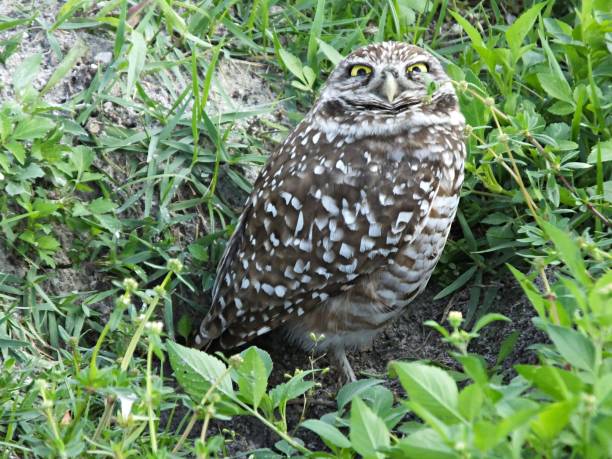 istock Burrowing Owl (Athene cunicularia) - standing near its burrow 1196070055