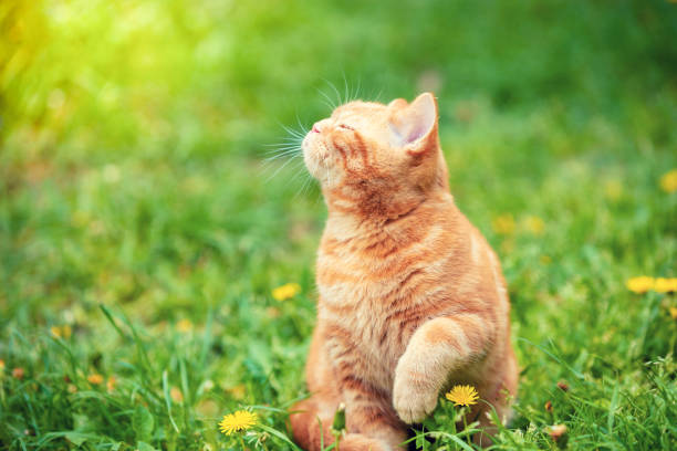 istock Ginger kitten walking in the grass with dandelions on a summer sunny day 1196074275