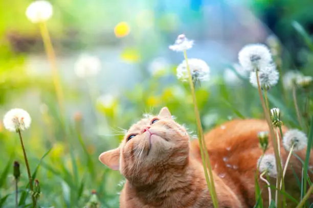 Photo of Ginger kitten walking in the grass with dandelions on a summer sunny day