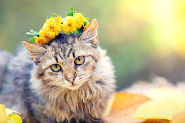 porträtt av den sibiriska katten i höst trädgården. katten kröns med en blommig krans och ligger kvar på det gröna gräset - blomkrona bildbanksfoton och bilder