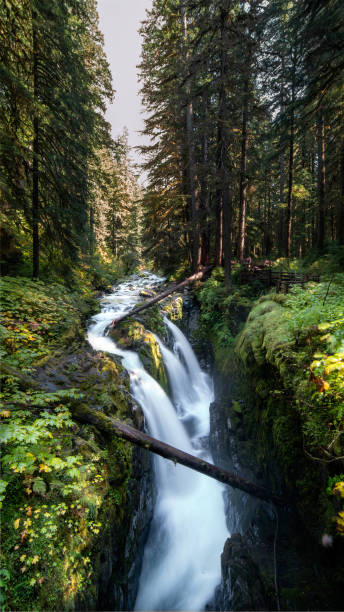 istock Soul doc falls in Washington state during summer 1196074667