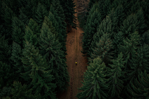 Male hiker standing on dirt road in forest, aerial view