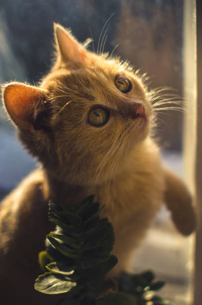 istock Small and cute ginger kitten on a windowsill in sunset light, bright silhouette 1196075845