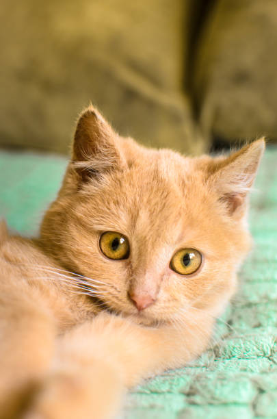 istock Portrait of ginger little kitten on a soft sofa on olive background 1196075868