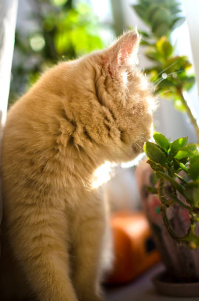 istock Curious little ginger kitten on a cozy windowsill with plants on a sunny day 1196075926