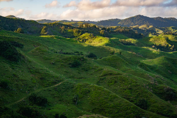 istock HIllside in New Zealand 1196076132