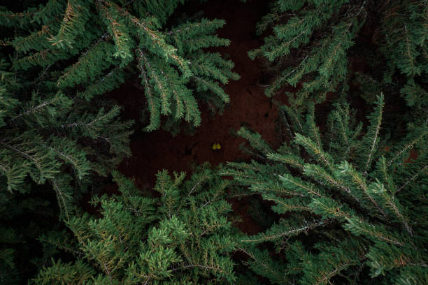 This photograph shows a diverse forest where coniferous trees mix with deciduous ones, creating a multifaceted landscape. The fresh greenery of the leaves and needles emphasizes the health and lushness of nature, while the fluffy foliage creates a sense of softness and lightness.
