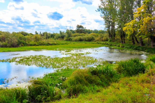 istock Summer landscape with beautiful river, green trees and blue sky 1196076846