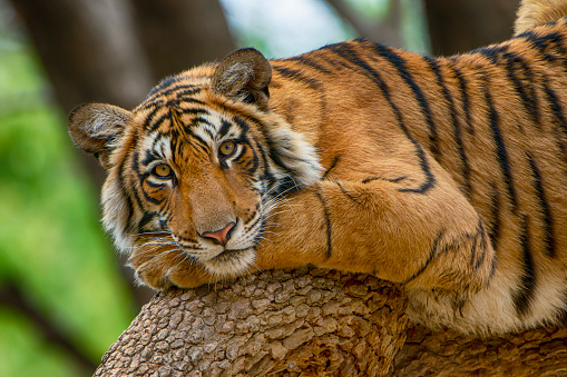 tigre de Bengala (Panthera tigris tigris) en un árbol, tiro de vida silvestre photo