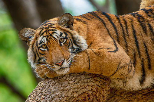 A juvenile Bengal tiger (also called 