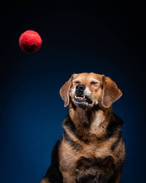 Medium brown dog with underbite and eyes closed waiting for red ball.  Isolated on blue.