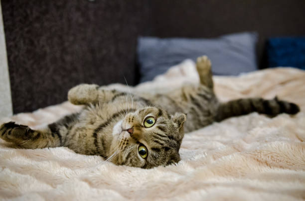 istock Cute funny cat lying on bed at home. Scottish fold cat 1196078286