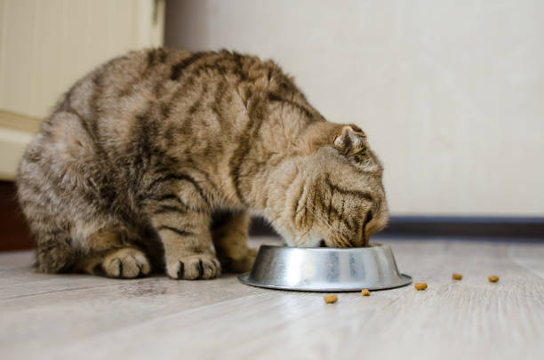 istock Scottish fold eats dry food from a bowl 1196078291