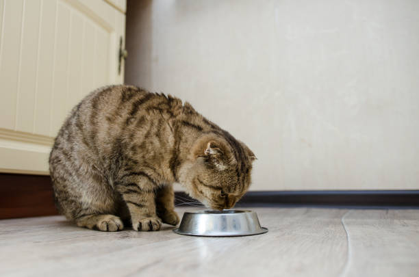 istock Scottish fold eats dry food from a bowl 1196078293