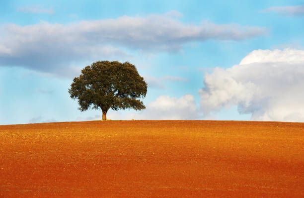 Lone tree on a hill near Hahei and overlooking the Coromandel Peninsula on the North island of New Zealand