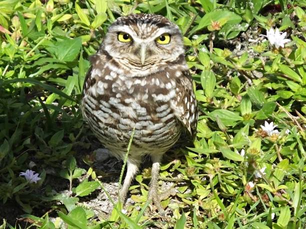 istock Burrowing Owl (Athene cunicularia) - standing near its burrow 1196080256