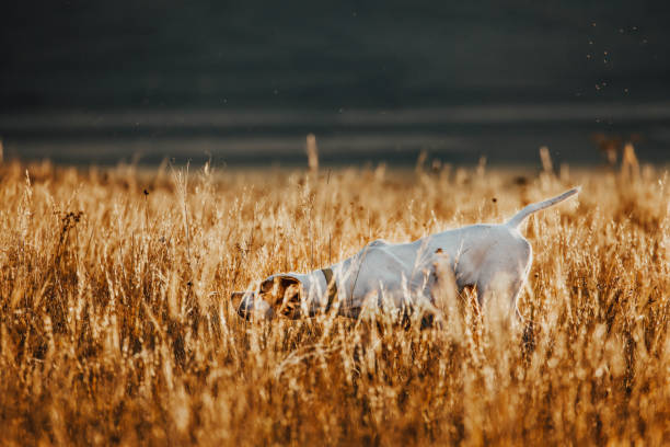 Almagro, Spain - January 22, 2017: Greyhounds chasing a hare.