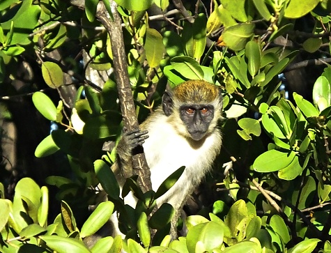 Mono Vervet Africano (Chlorocebus pygerythrus) - descansando en un árbol, mirando a la cámara sentada en un árbol de Florida photo